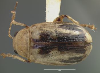 Media type: image; Entomology 23156   Aspect: habitus dorsal view
